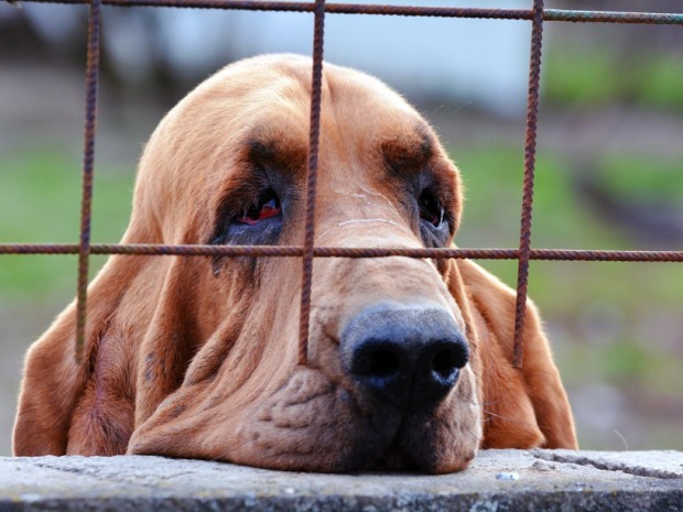 Resultado de imagem para ANIMAIS DEPRESSÃO