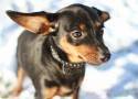 pinscher preto